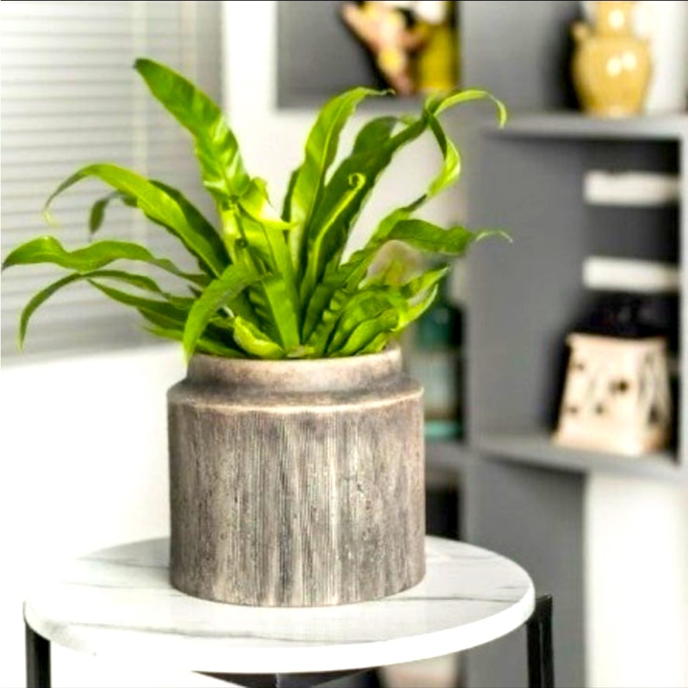 COPY - Beautiful planter . New